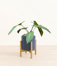 Load image into Gallery viewer, Deep Navy stand:bamboo
