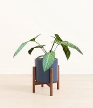 Load image into Gallery viewer, Deep Navy stand:walnut
