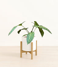 Load image into Gallery viewer, White stand:bamboo
