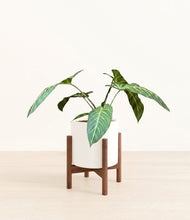 Load image into Gallery viewer, White stand:walnut
