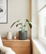 Load image into Gallery viewer, Dark Olive
