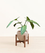 Load image into Gallery viewer, Desert Brown stand:walnut
