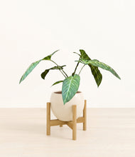 Load image into Gallery viewer, Shiny EggWhite stand:bamboo
