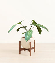 Load image into Gallery viewer, Shiny EggWhite stand:walnut
