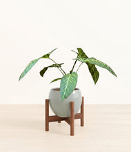 Load image into Gallery viewer, Deep Ocean stand:walnut
