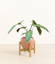 Load image into Gallery viewer, Calm Rose stand:bamboo
