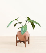 Load image into Gallery viewer, Calm Rose stand:walnut
