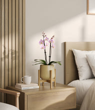 Load image into Gallery viewer, Almond Green stand:bamboo
