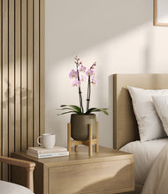 Load image into Gallery viewer, Olive stand:bamboo
