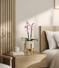 Load image into Gallery viewer, Cotton White stand:bamboo
