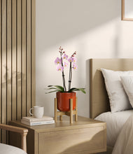 Load image into Gallery viewer, Glossy Red stand:bamboo
