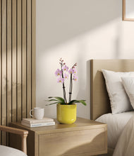 Load image into Gallery viewer, Key Lime Yellow
