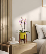 Load image into Gallery viewer, Key Lime Yellow stand:walnut
