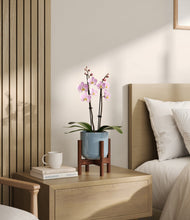 Load image into Gallery viewer, Misty Blue stand:walnut
