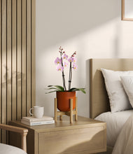 Load image into Gallery viewer, Earth Red stand:bamboo
