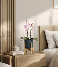 Load image into Gallery viewer, Iron Gray stand:bamboo
