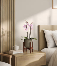 Load image into Gallery viewer, Sage Green stand:walnut
