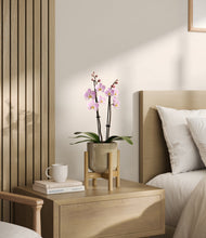 Load image into Gallery viewer, Sage Green stand:bamboo
