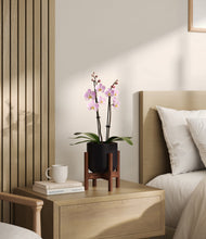 Load image into Gallery viewer, Stone Black stand:walnut
