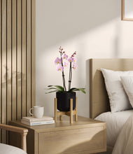 Load image into Gallery viewer, Stone Black stand:bamboo

