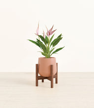 Load image into Gallery viewer, Calm Rose stand:walnut
