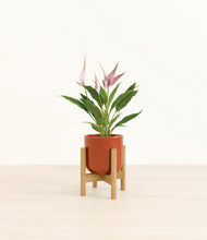 Load image into Gallery viewer, Glossy Red stand:bamboo
