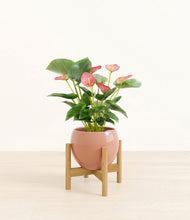 Load image into Gallery viewer, Calm Rose stand:bamboo
