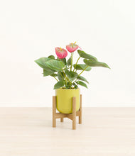 Load image into Gallery viewer, Key Lime Yellow stand:bamboo
