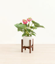 Load image into Gallery viewer, Cotton White stand:walnut
