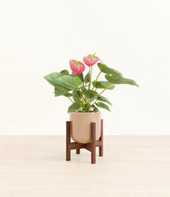 Load image into Gallery viewer, Glossy Pink stand:walnut
