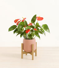 Load image into Gallery viewer, Calm Rose stand:bamboo
