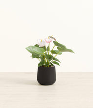 Load image into Gallery viewer, Black*****Profile
