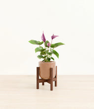 Load image into Gallery viewer, Hammered Peach Pink stand:walnut
