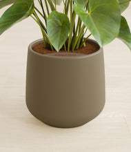 Load image into Gallery viewer, Olive stand:all
