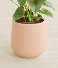 Load image into Gallery viewer, Gentle Pink stand:all
