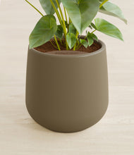 Load image into Gallery viewer, Olive stand:all
