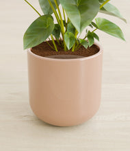 Load image into Gallery viewer, Glossy Pink stand:all
