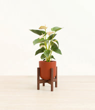 Load image into Gallery viewer, Earth Red stand:walnut

