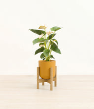 Load image into Gallery viewer, Sunset Orange stand:bamboo
