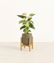 Load image into Gallery viewer, Olive stand:bamboo
