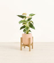 Load image into Gallery viewer, Gentle Pink stand:bamboo
