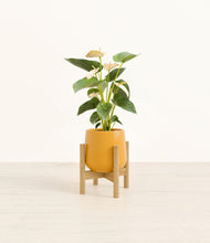 Load image into Gallery viewer, Mustard stand:bamboo
