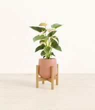 Load image into Gallery viewer, Calm Rose stand:bamboo

