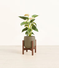 Load image into Gallery viewer, Olive stand:walnut
