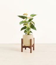 Load image into Gallery viewer, Almond Green stand:walnut
