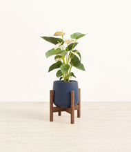 Load image into Gallery viewer, Deep Navy stand:walnut
