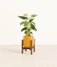 Load image into Gallery viewer, Mustard stand:walnut
