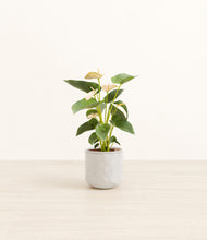 Load image into Gallery viewer, Hammered Ivory*****Profile
