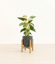 Load image into Gallery viewer, Iron Gray stand:bamboo
