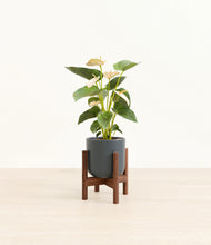 Load image into Gallery viewer, Iron Gray stand:walnut
